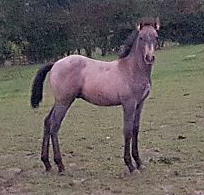 Andalusian Colt Foal For Sale